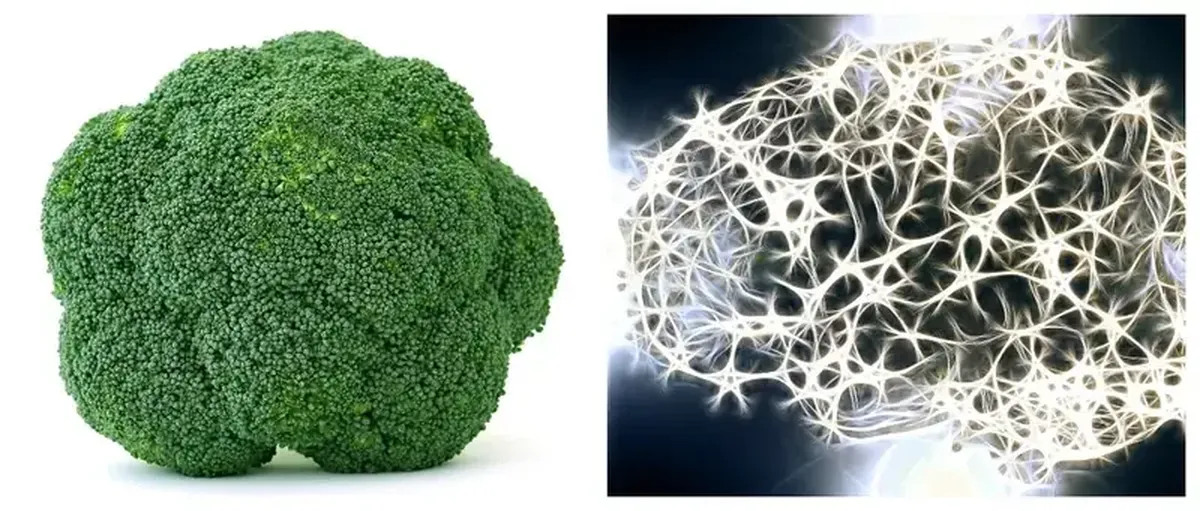 How Vitamin K Protects the Brain and Keeps Memory Sharp 3 The magical vitamin K protects the brain from dementia.