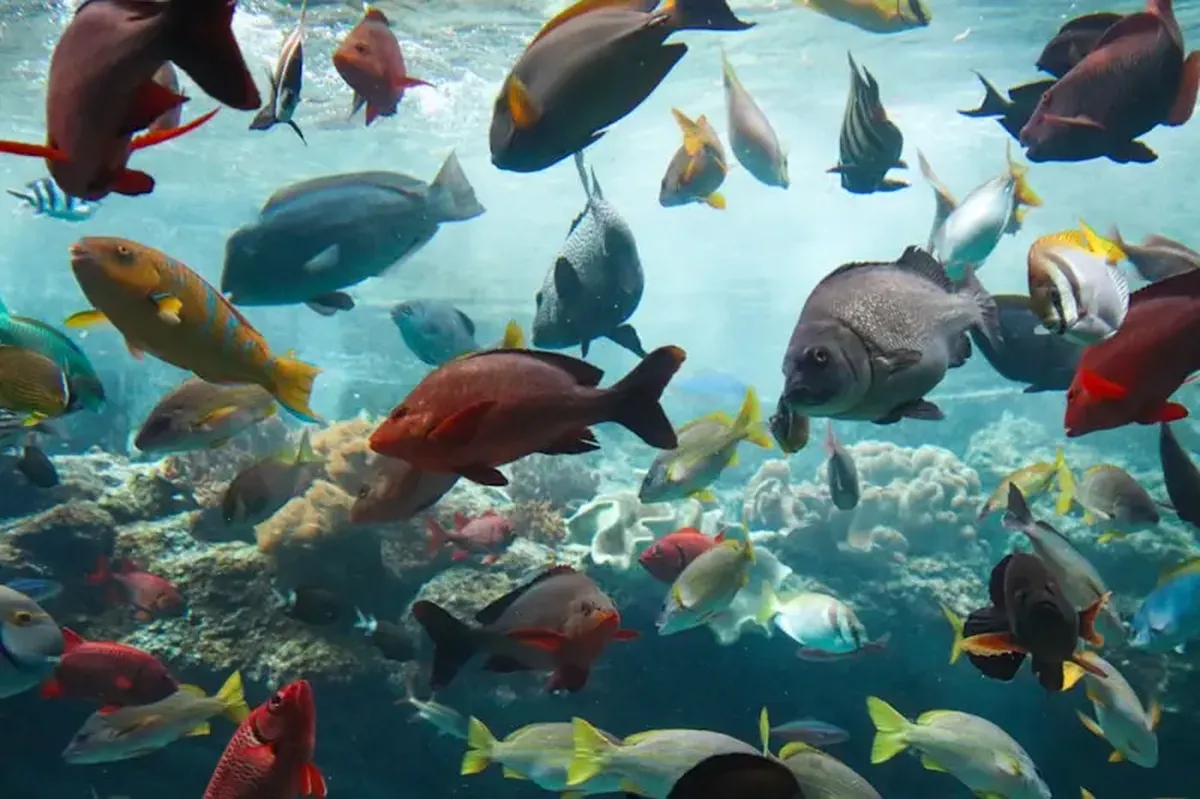 a large group of fish swimming over a coral reef