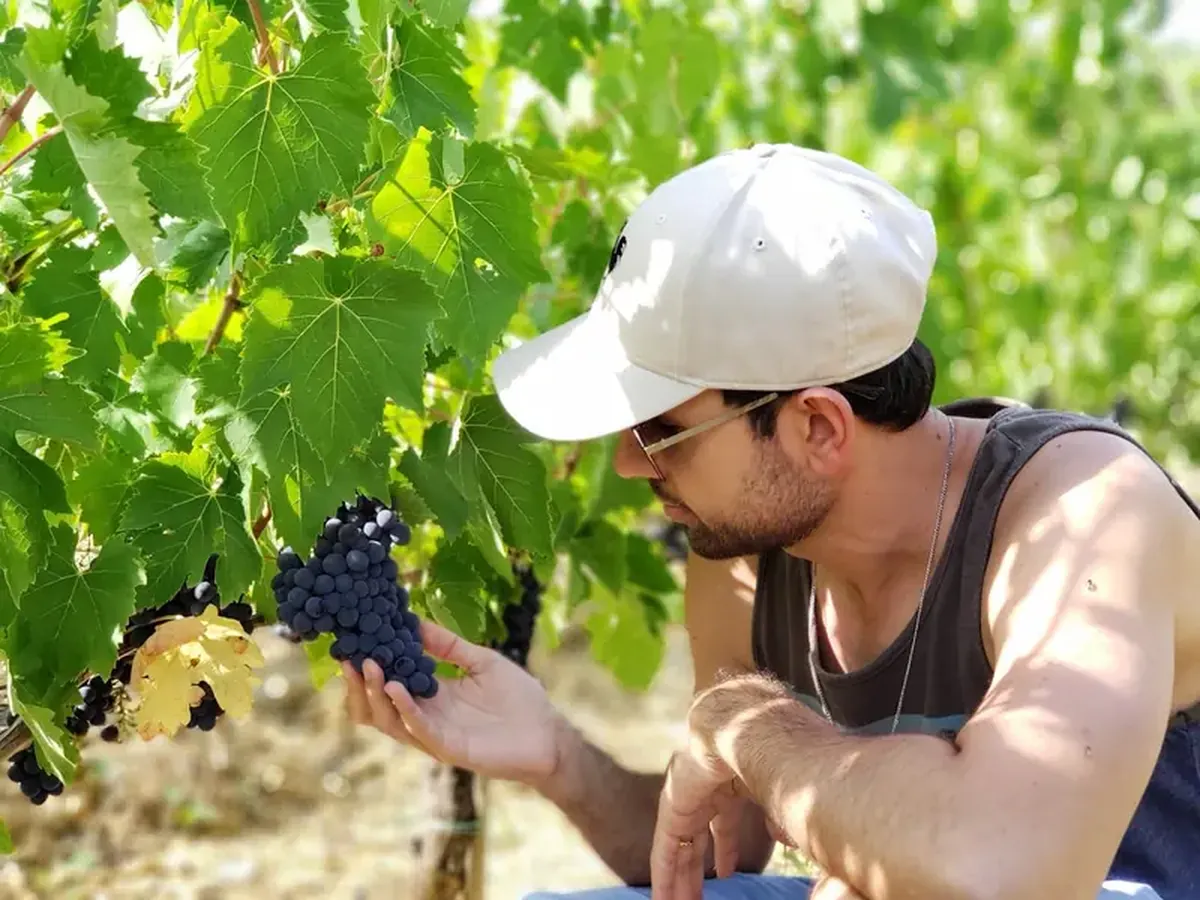 The magical elixir: red grape juice enhances male libido.