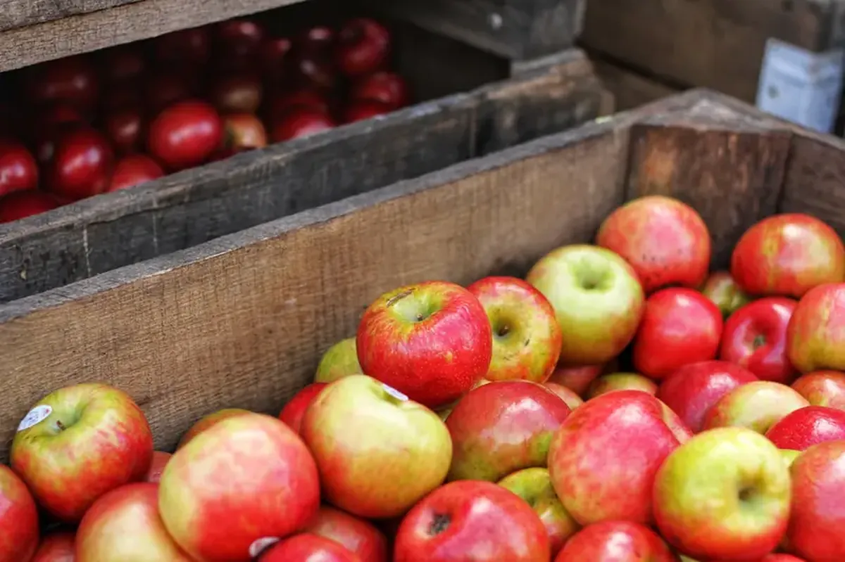 Harvest season: how and where should you store vegetables and fruits?