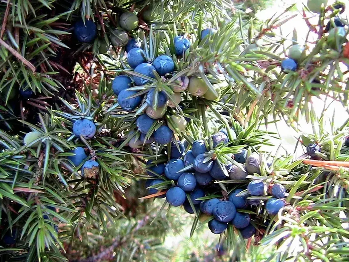 How Climate Change Is Altering Gin’s Flavor 3 The climate crisis is changing the taste of gin. That has already happened with wine.