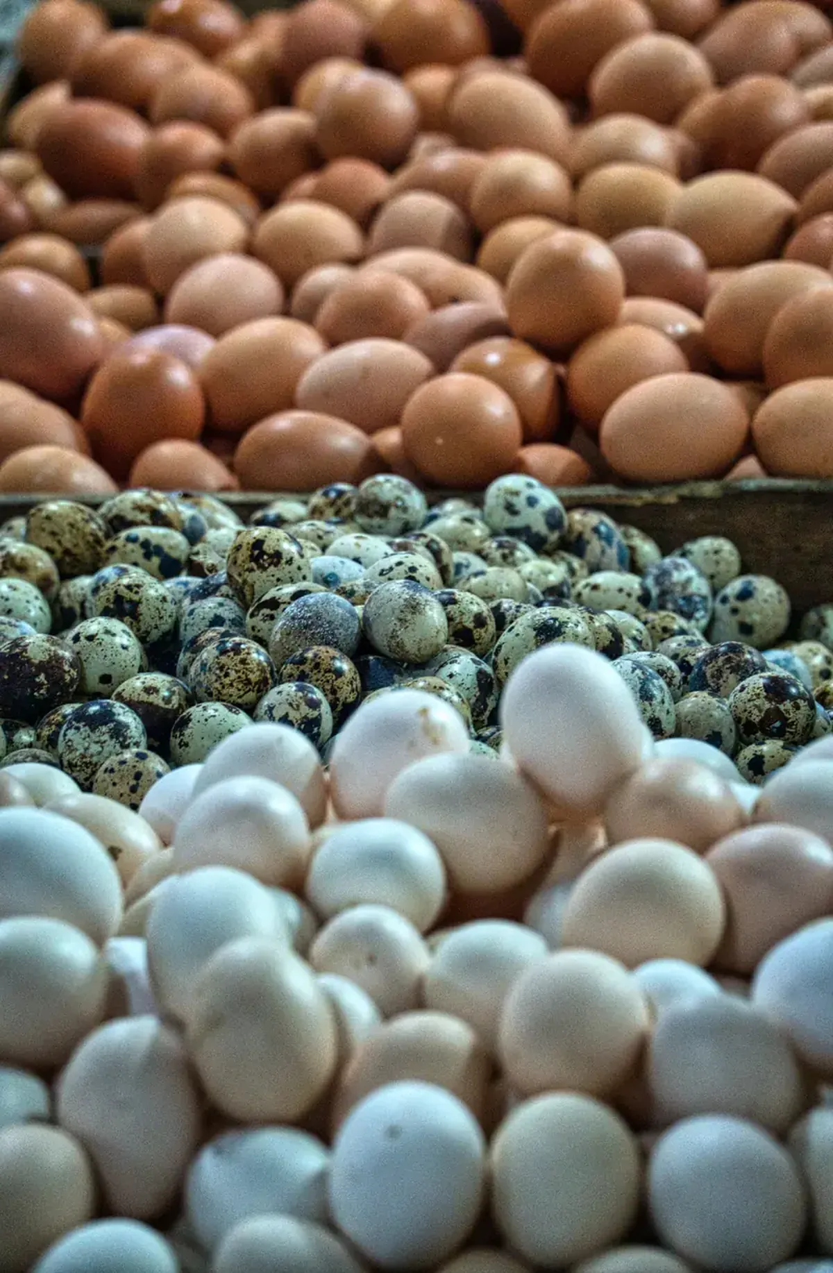 Cool or Not: The Truth and Myths About Eggs