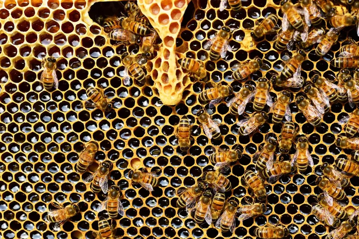 Was 'Medicine' Named After Honey? How Honey Helps Treat and Prevent Disease 4 Is medicine derived from the word?