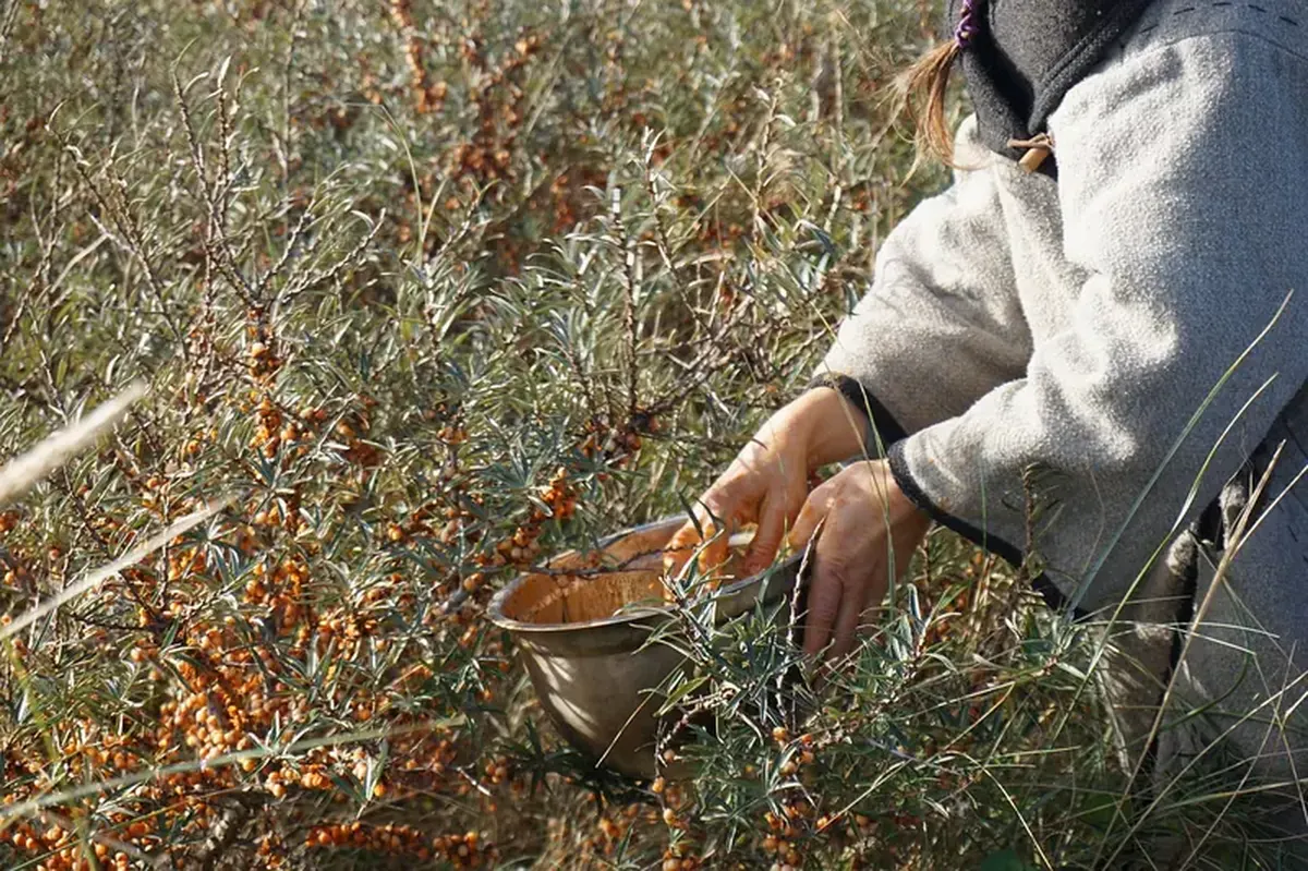Sea buckthorn for winter: its value