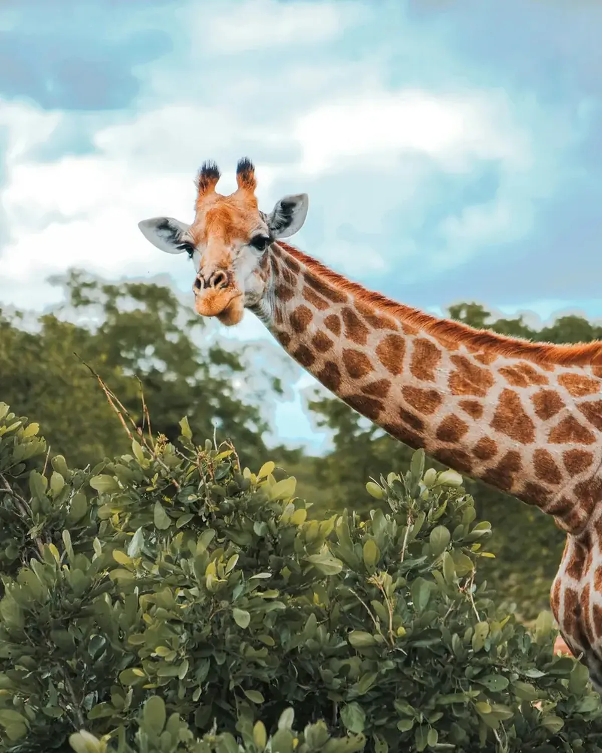 Why Giraffes Have Long Necks: Scientists Propose an Interesting Theory