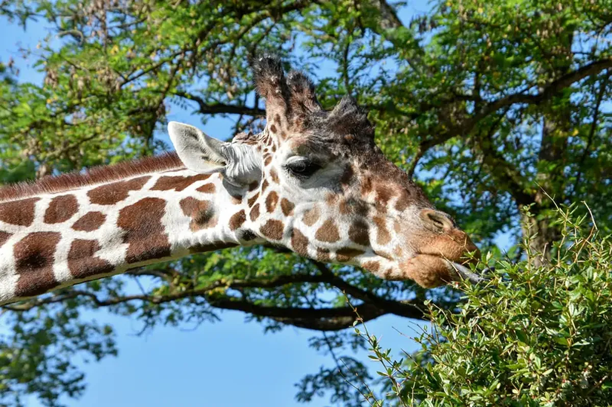Why Giraffes Have Long Necks: Scientists Propose an Interesting Theory