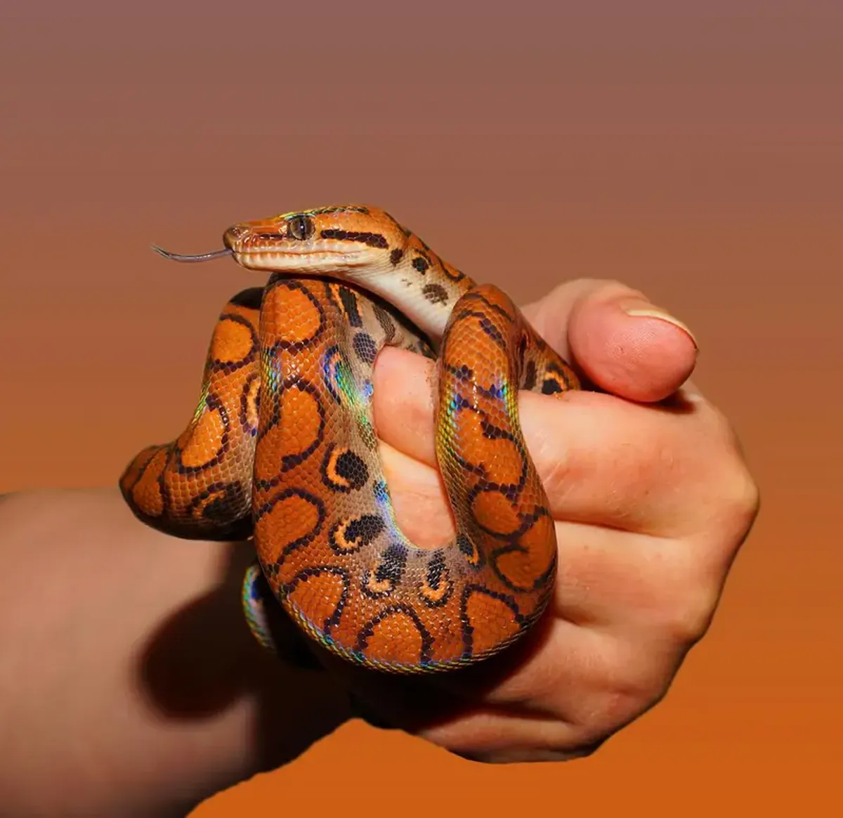 Customs thriller: a smuggler cleverly hid over a hundred live snakes in his pants.