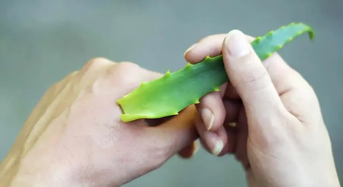 Bites and Buzzing: How to Keep Mosquitoes, Wasps, Bees, and Flies Away 6 Flying and biting: how to protect yourself from mosquitoes, wasps, bees, and flies.