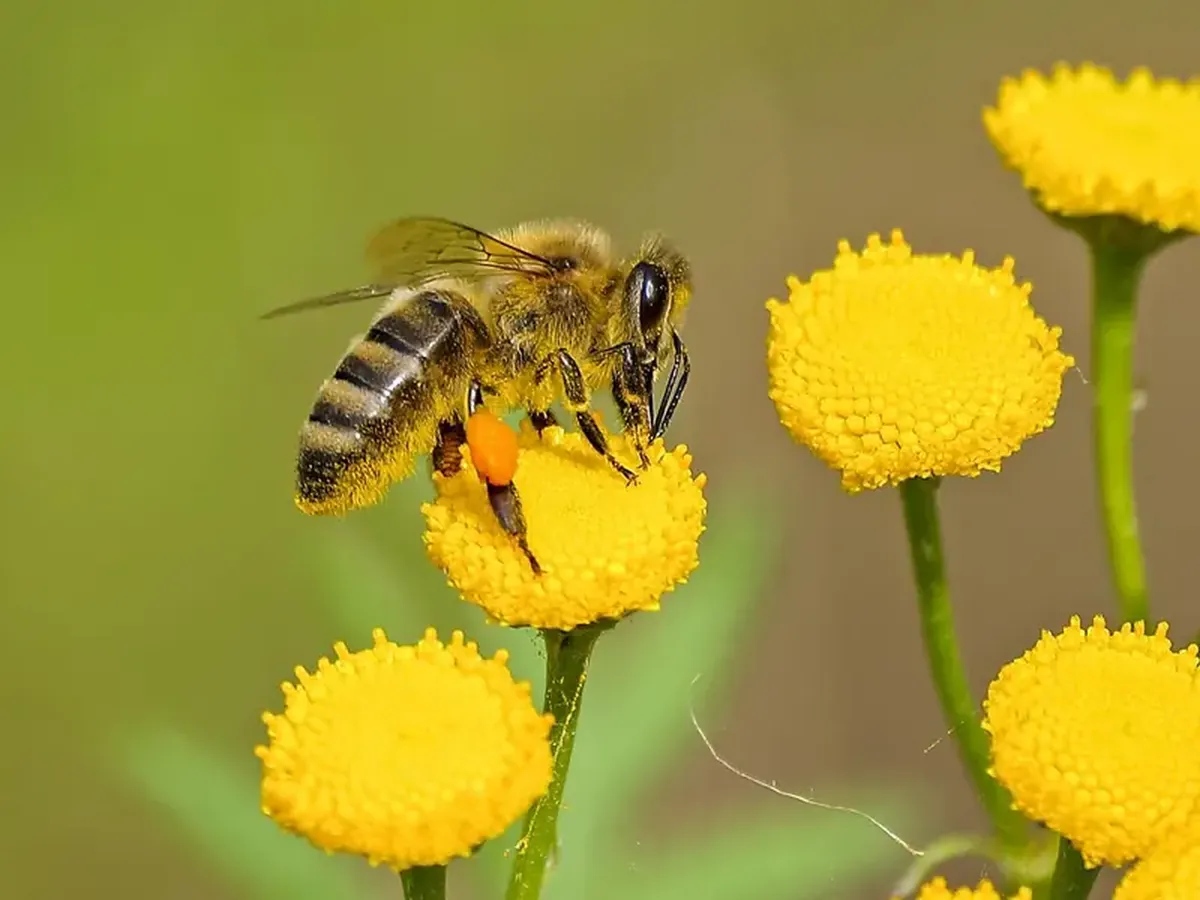 Bees are losing their distinctive buzz—pollination is at risk.