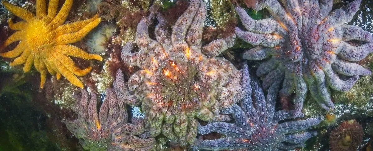 Billions of sea stars are rapidly dying in the world's oceans