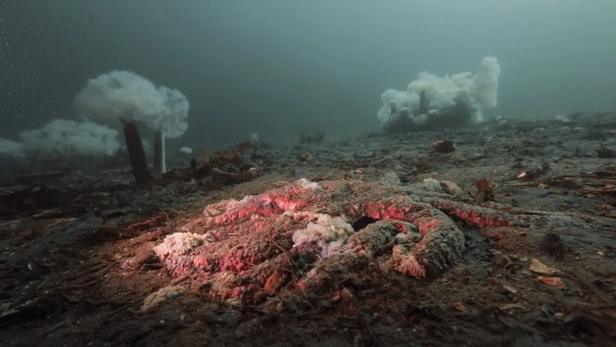 Mass remaining after a sea star's death