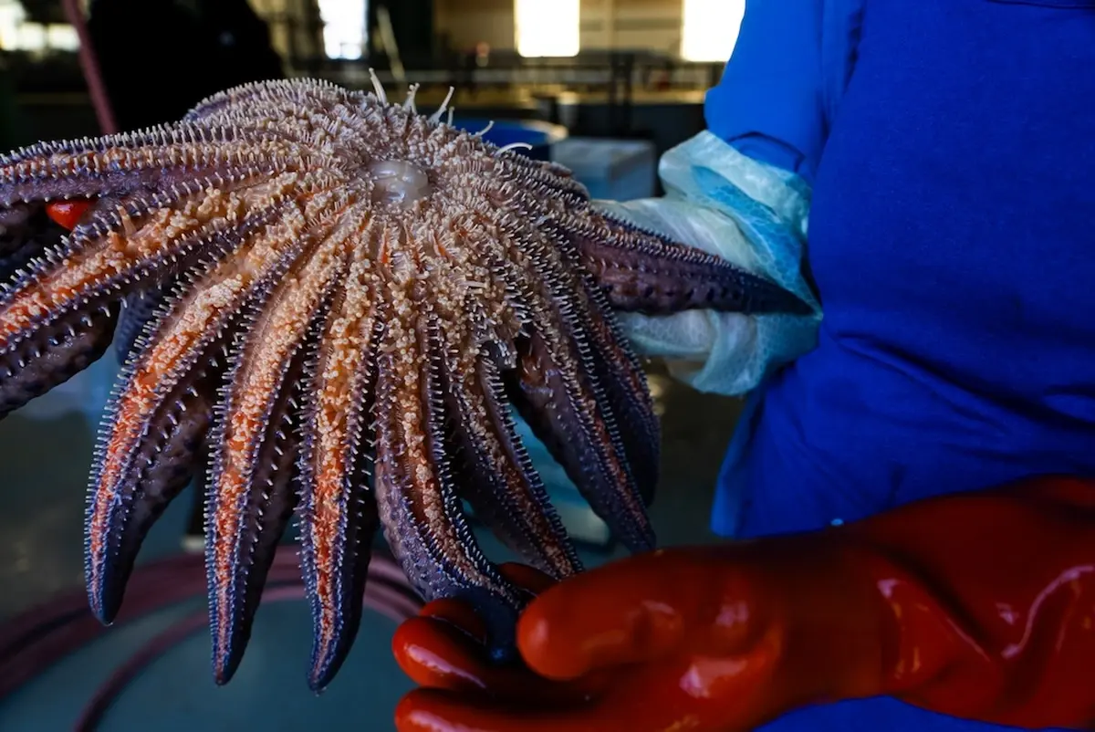Laboratory testing of a sea star