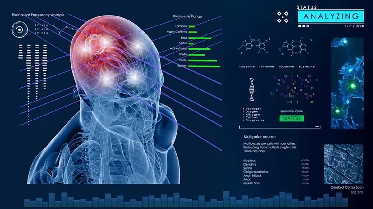 Drowsiness Isn’t Laziness — It’s a Signal From Your Cells 3 Neuronal activity in the brain