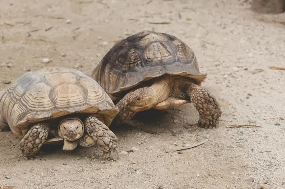 Reptiles have emotions too: scientists have discovered optimistic and pessimistic turtles.