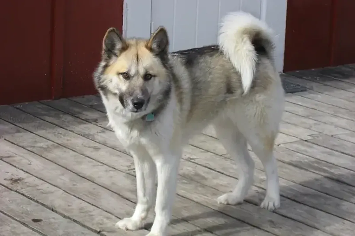 According to scientists, the Greenland sled dog is the oldest dog breed in the world.