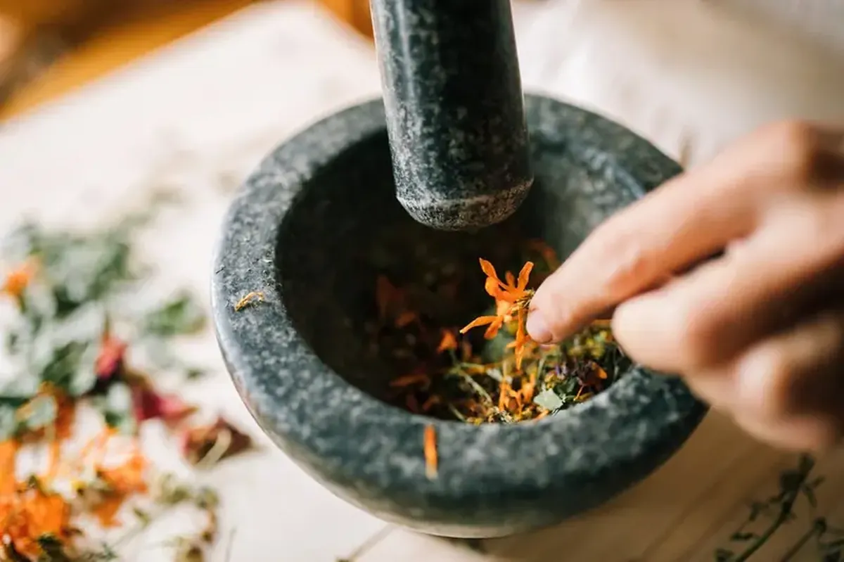 Caligula the plant nerd: how the emperor may have known ancient herbal medicine 4 Tyrant-nerd: Caligula was knowledgeable about medicinal herbs.