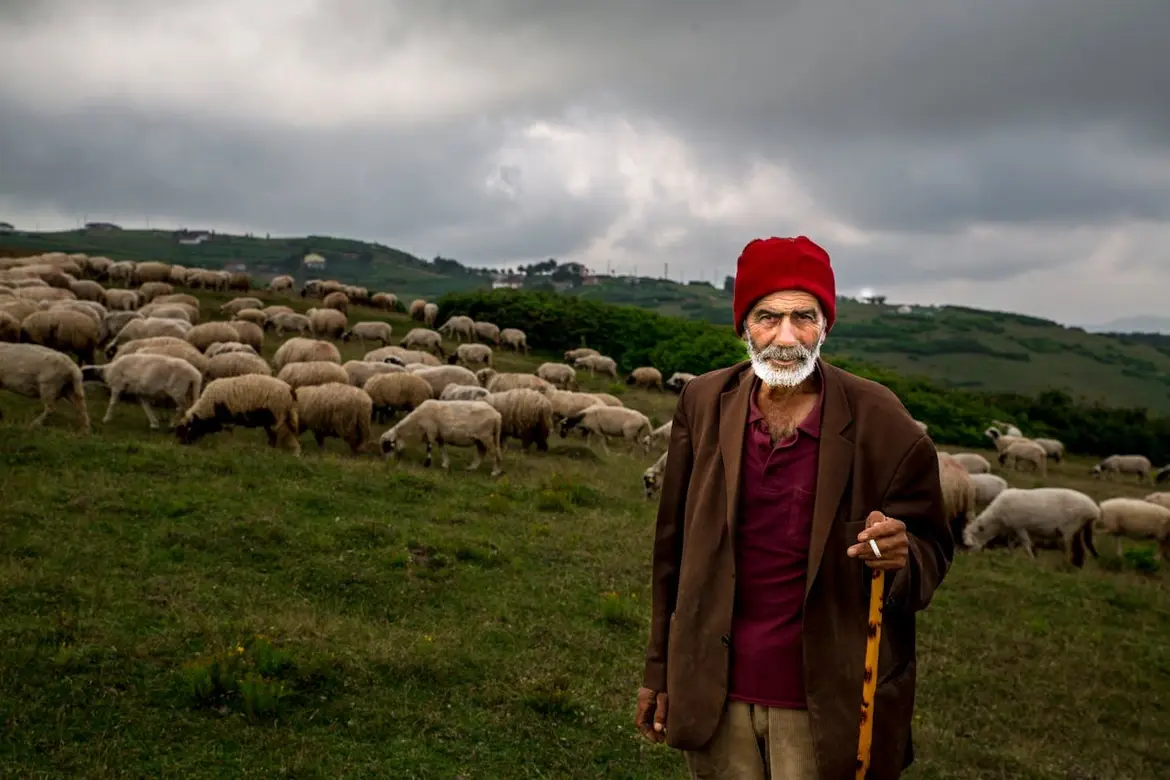 An elderly man herding sheep in the mountains