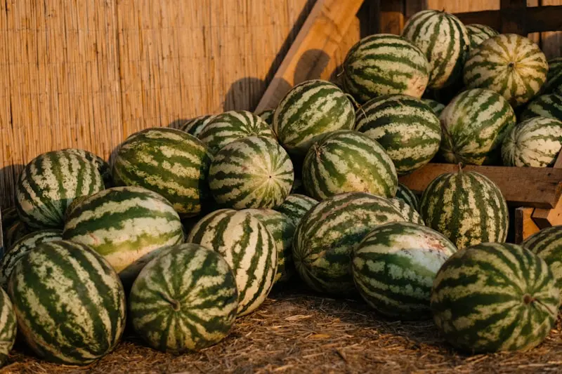 The Watermelon That Lasted Three Years — and What Was Inside 3 a pile of watermelons sitting on the ground