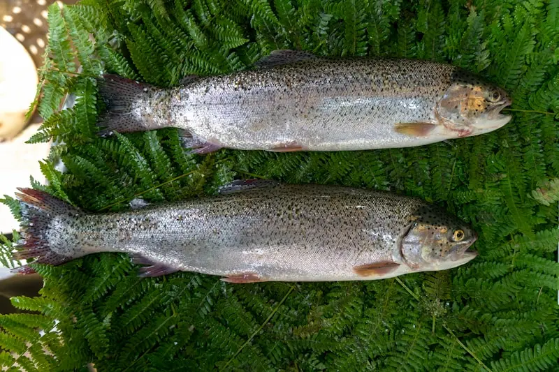 Two fish lying on top of a green plant