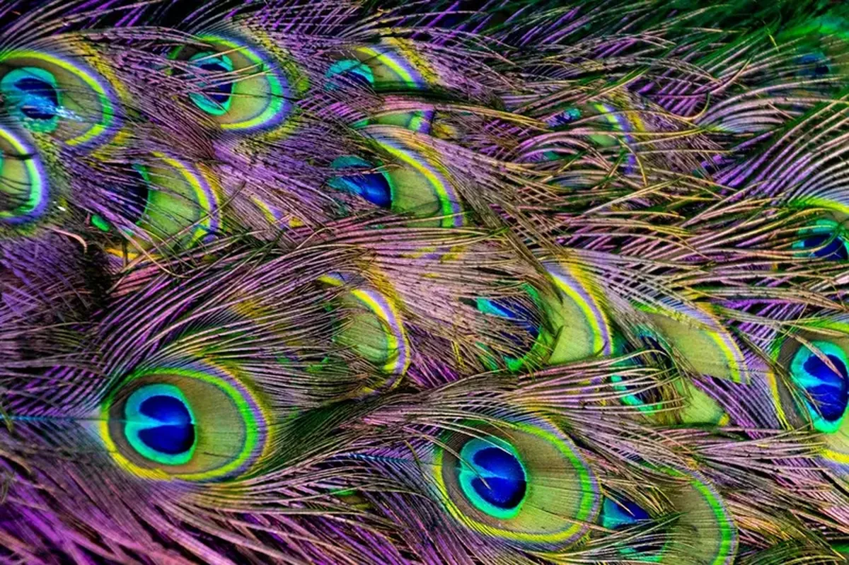 Peacock feathers can act like tiny yellow-green lasers 3 peacock tail coloration