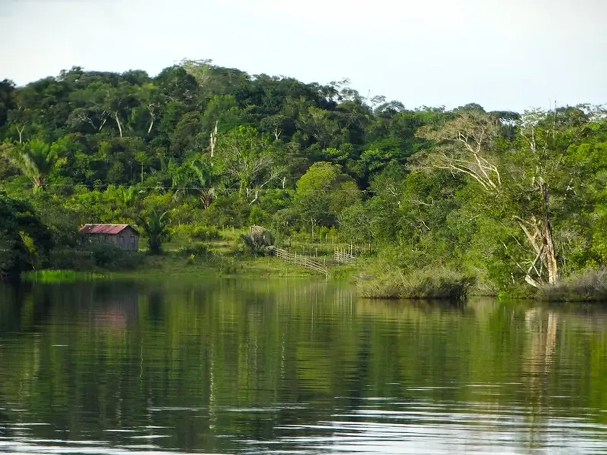 The Amazon Is Near a Point of No Return — Forests Could Flip to Savanna Within 100 Years 4 House in the Amazon Rainforest