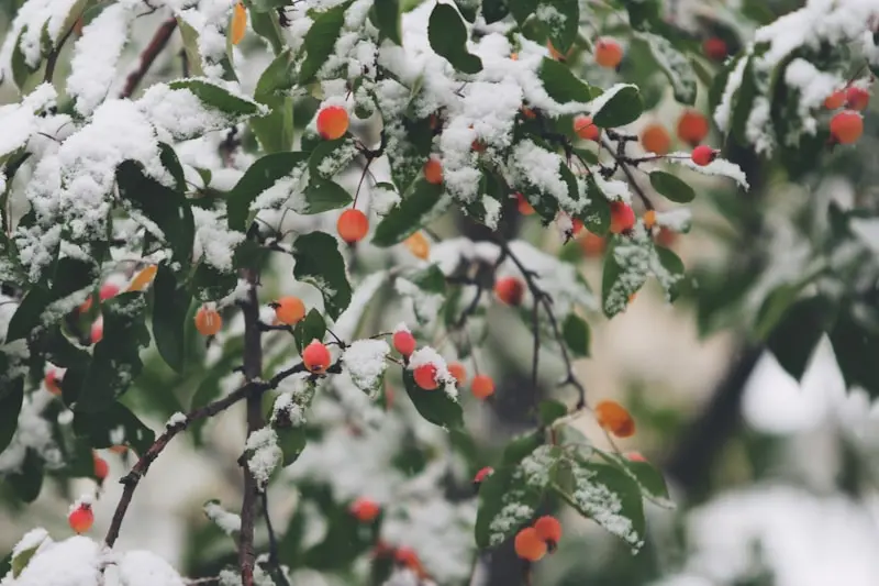 shallow-focus photography of trees covered in snow