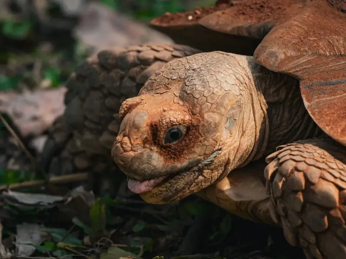 Reptiles have emotions too: scientists have discovered optimistic and pessimistic turtles.