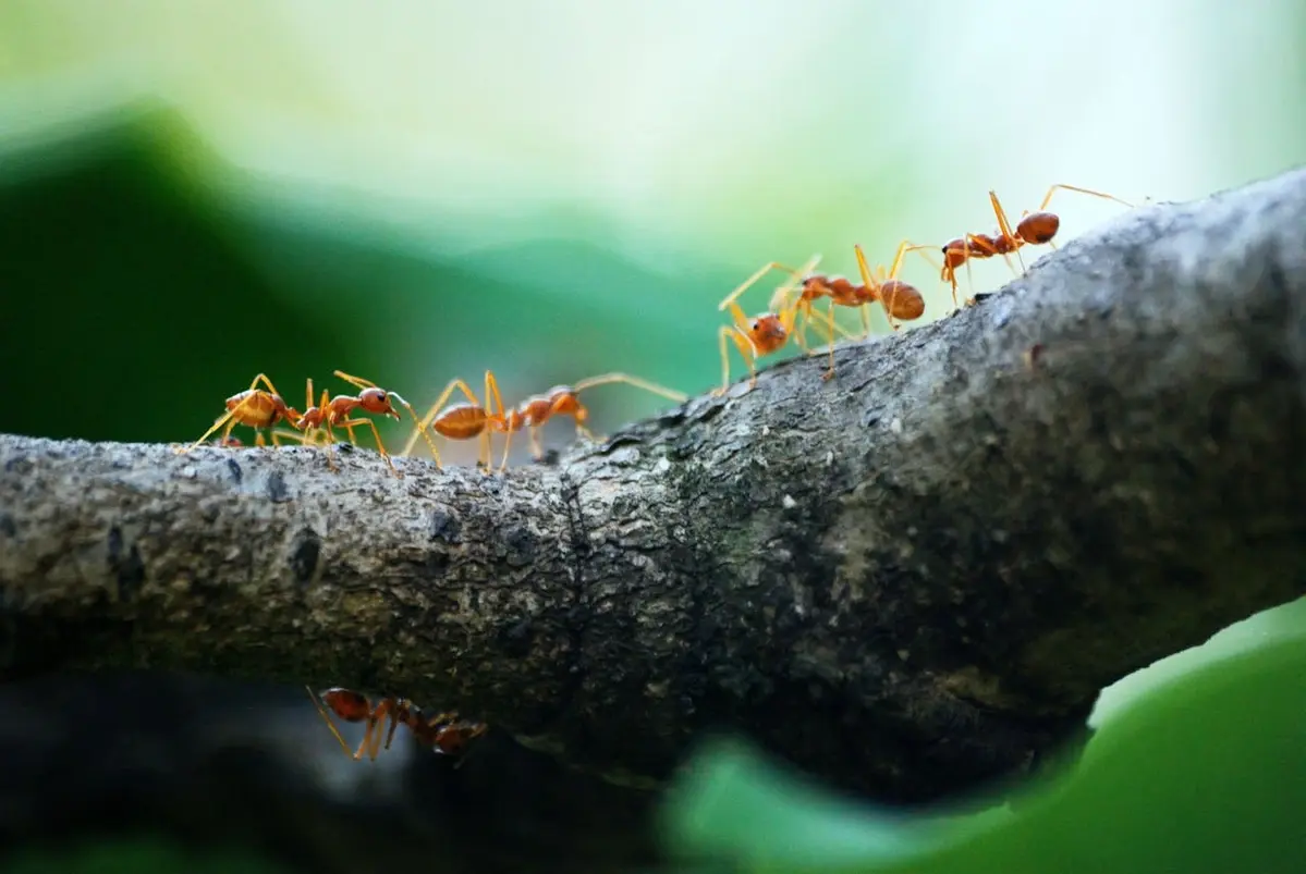 ants on a branch