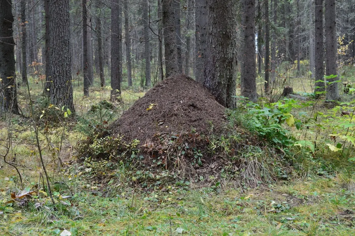 An ant nest in the forest