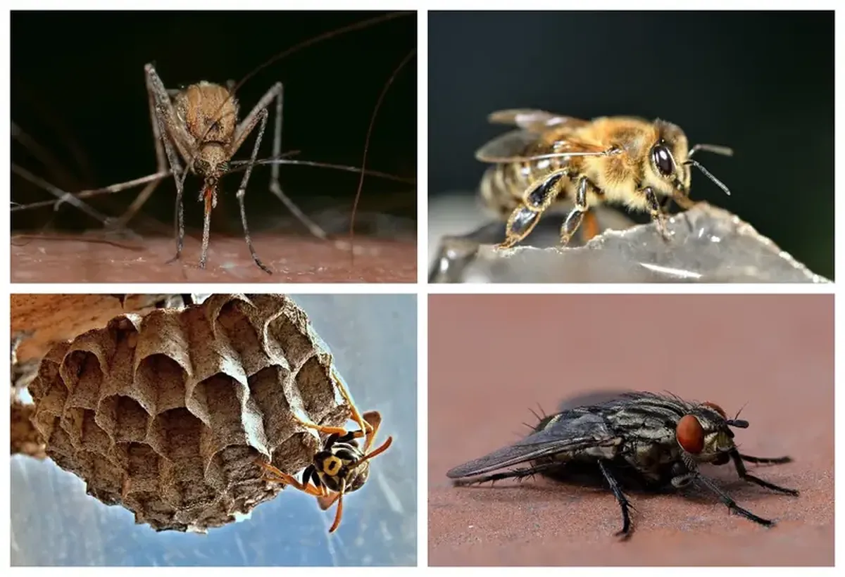 Bites and Buzzing: How to Keep Mosquitoes, Wasps, Bees, and Flies Away 3 Flying and biting: how to protect yourself from mosquitoes, wasps, bees, and flies.