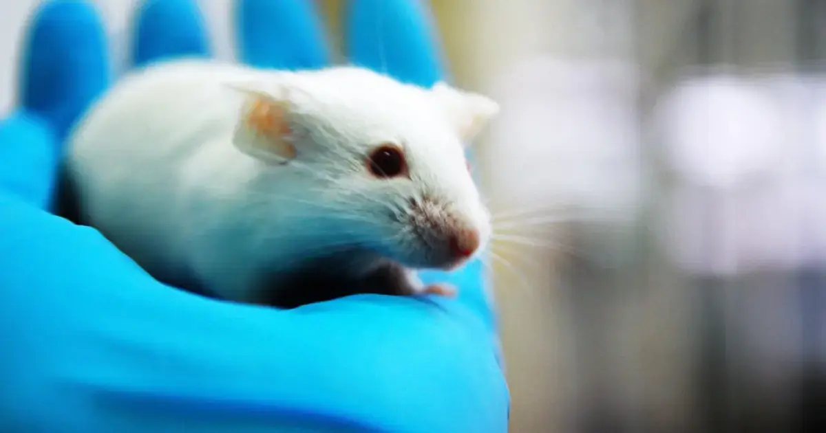 How Vasopressin Could Unlock Social Behavior in Autism 4 Laboratory Mouse