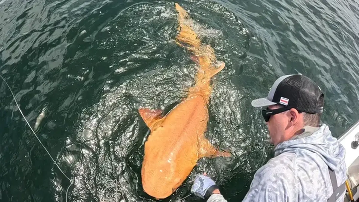 A rare yellow-orange shark was caught in the Caribbean Sea.
