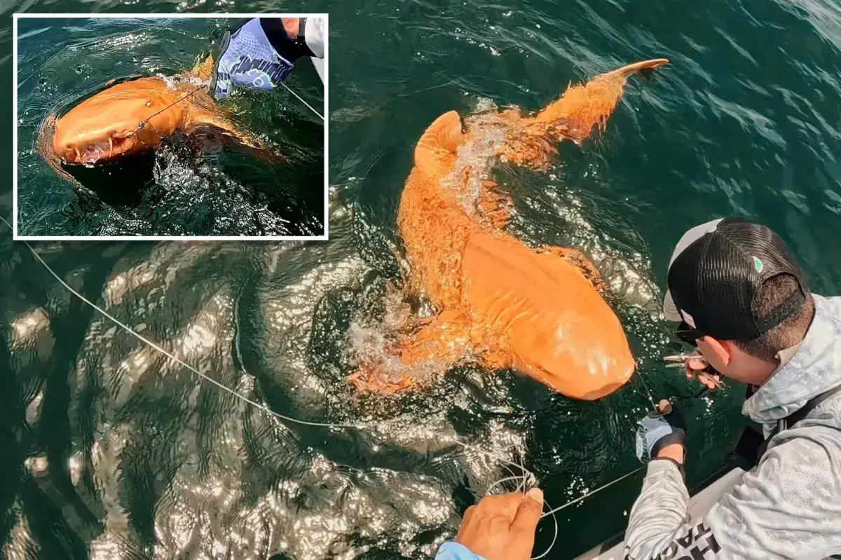 yellow-orange nurse shark