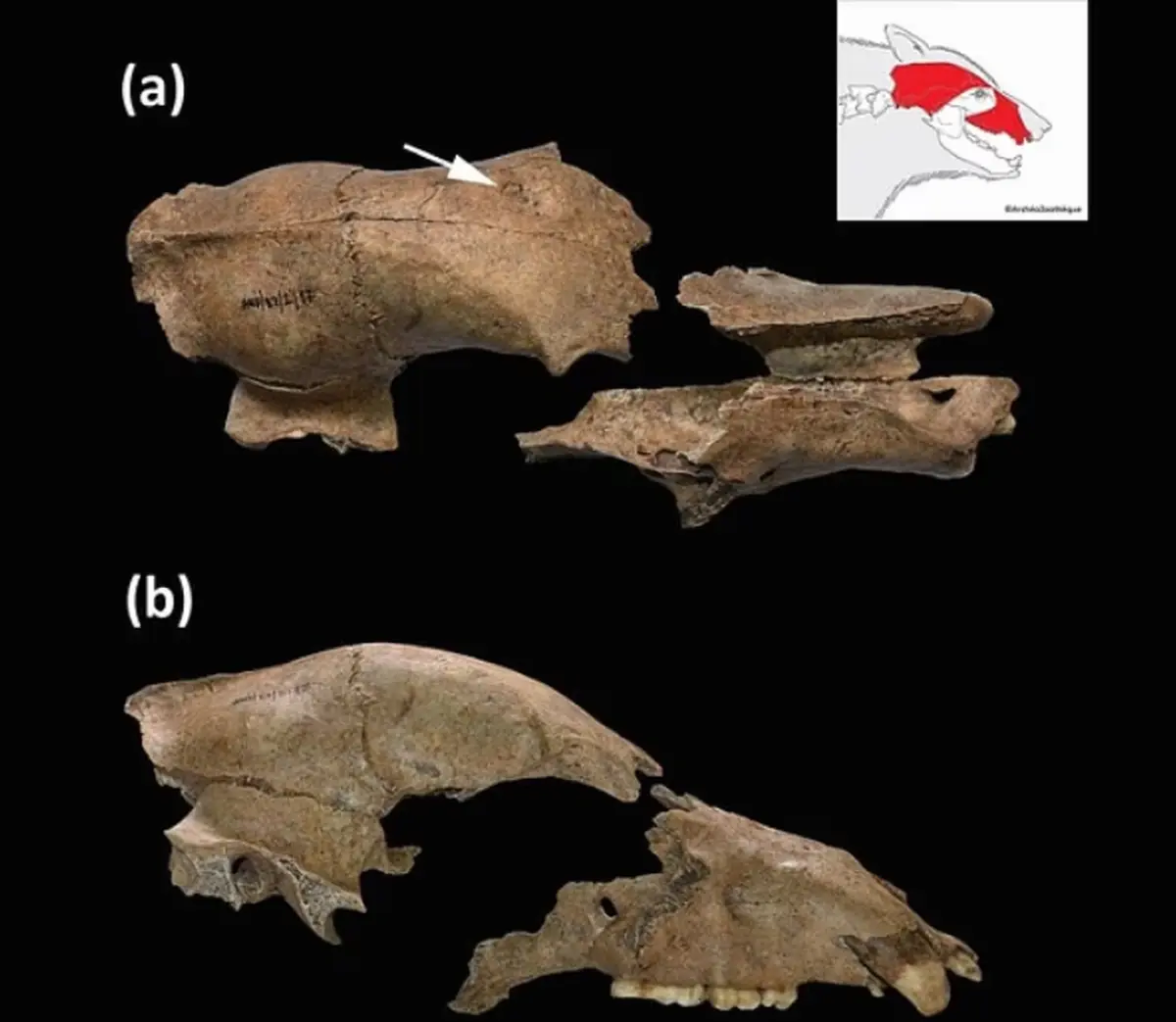 A bear skull found by archaeologists.