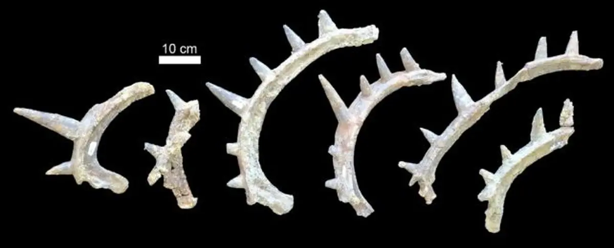 Meet Spicomellus — the dinosaur with meter-long neck spikes and razorlike armor 4 Ankylosaur spikes