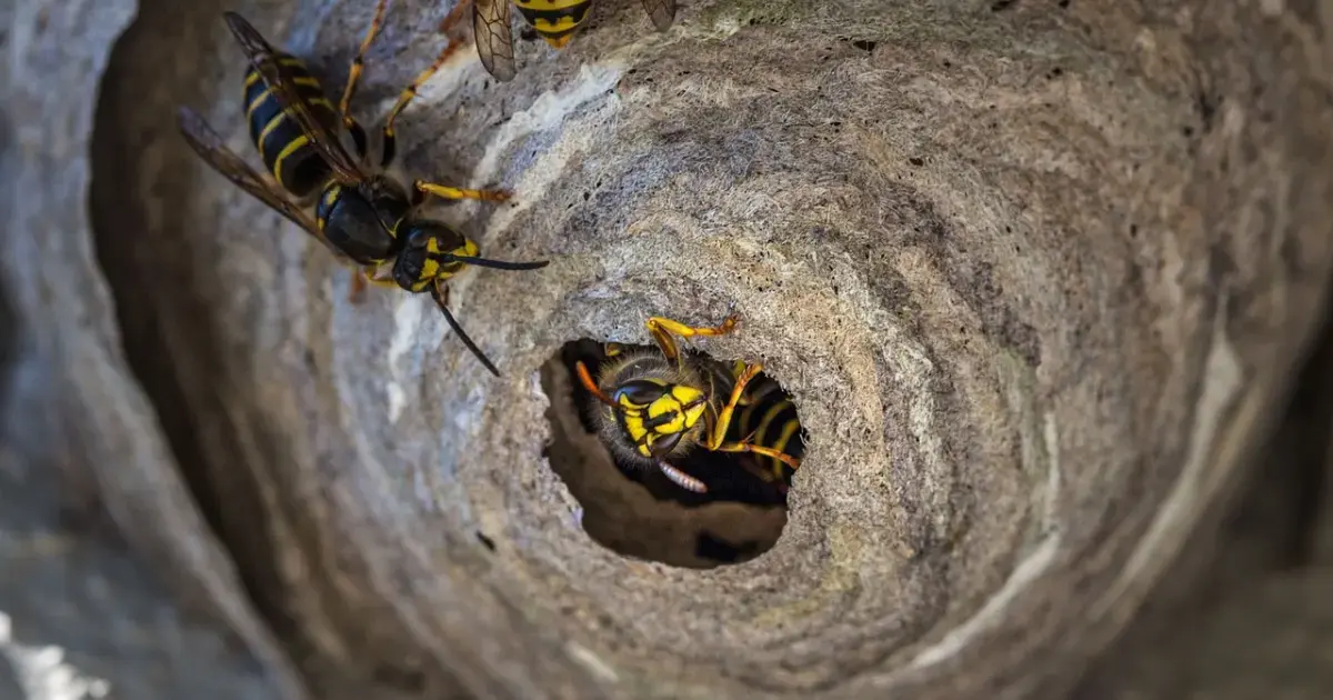 wasp nest