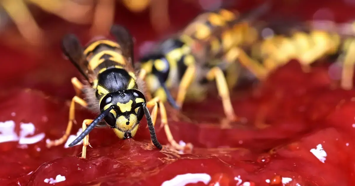 Wasps on the jam.