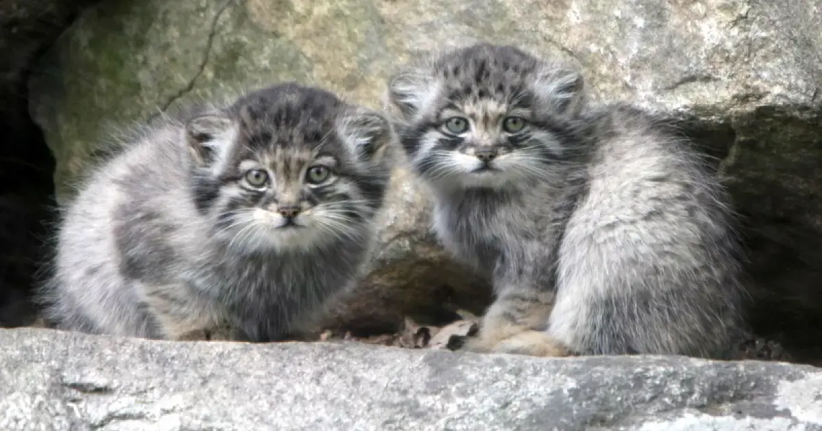 Pallas's cat kittens