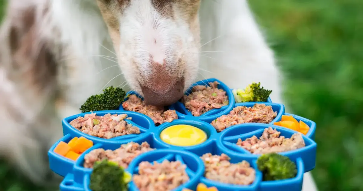 Vegan Dog Food Is Rising — Can Dogs Thrive Without Meat? 4 a dog eating food