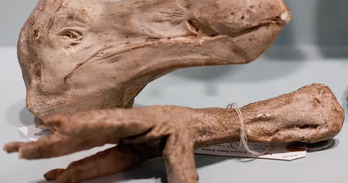 The Race to Revive the Dodo by 2030 4 Head and Feet of the Dodo
