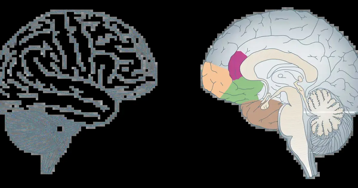 A deep, ancient brain area may be the real driver of consciousness 4 human brain