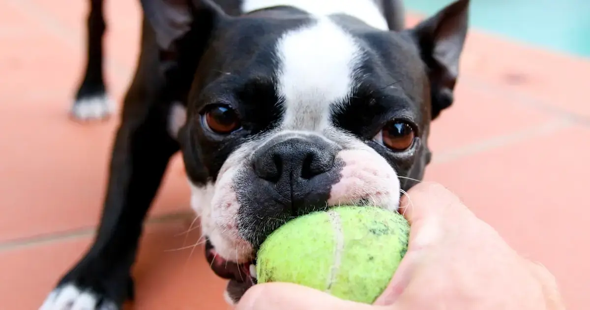 Why some dogs get obsessed with balls — and how to handle it 3 Dogs have a toy addiction that harms no one.
