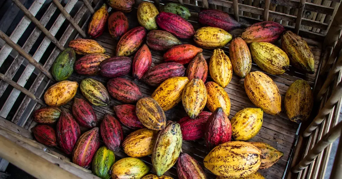 cocoa fruits