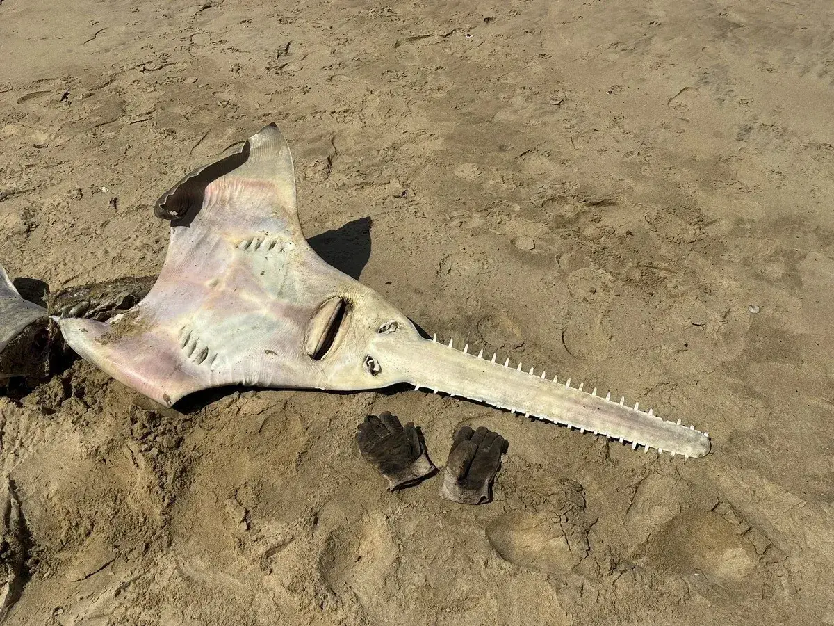 A sawfish washes up in South Africa — first sighting in 26 years 4 Dead sawfish