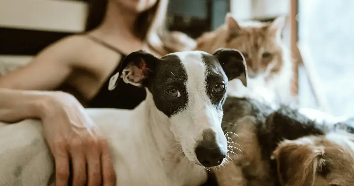 woman with a cat and a dog