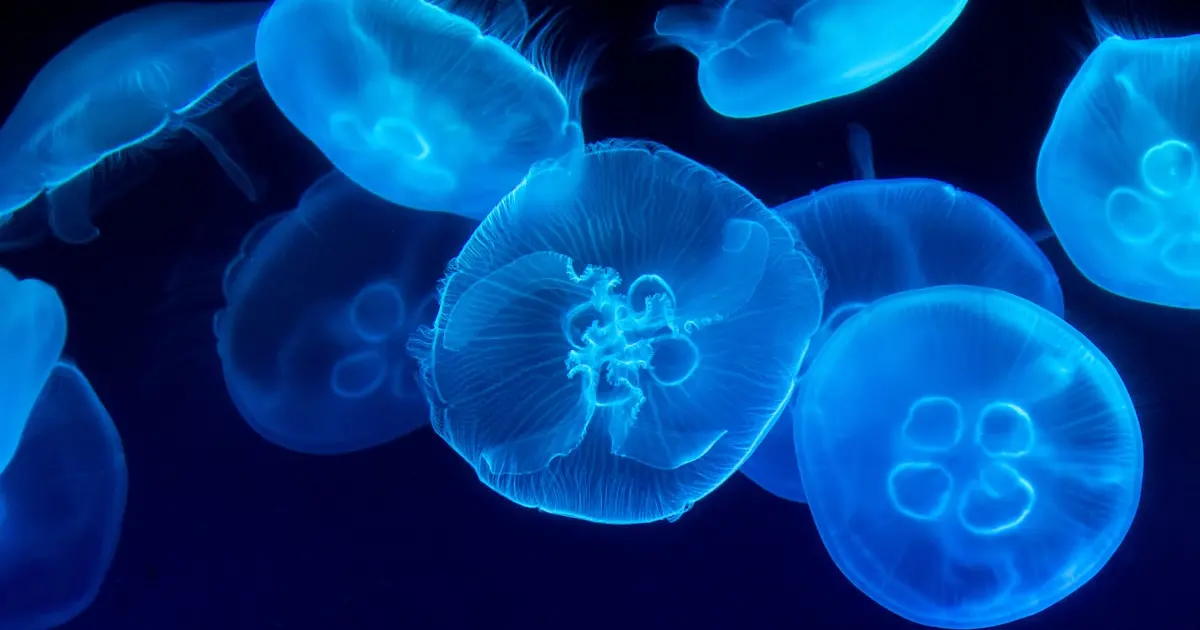 How a Jellyfish's 'Ear' Inspired a Device That Predicts Storms 15 Hours Ahead 3 Close-up photography of a swarm of jellyfish