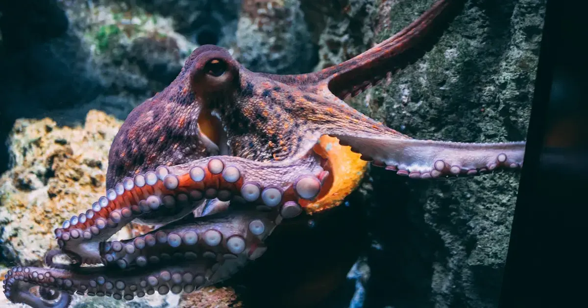 an octopus in the sea