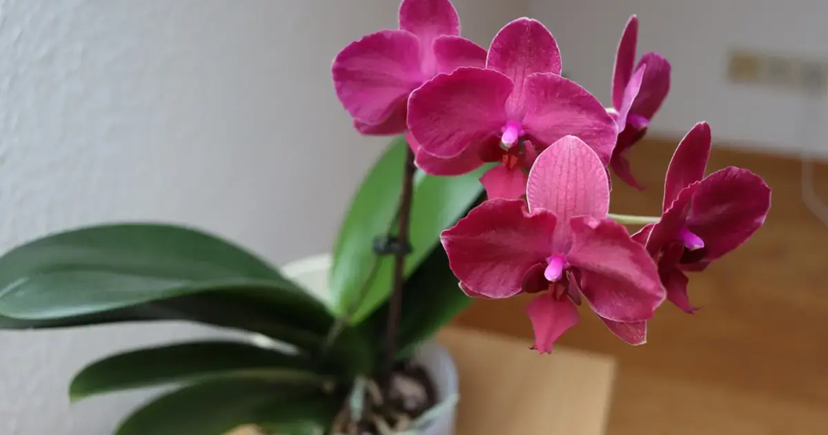 3 Houseplants That Can Actually Help You Sleep Better 6 Phalaenopsis orchid