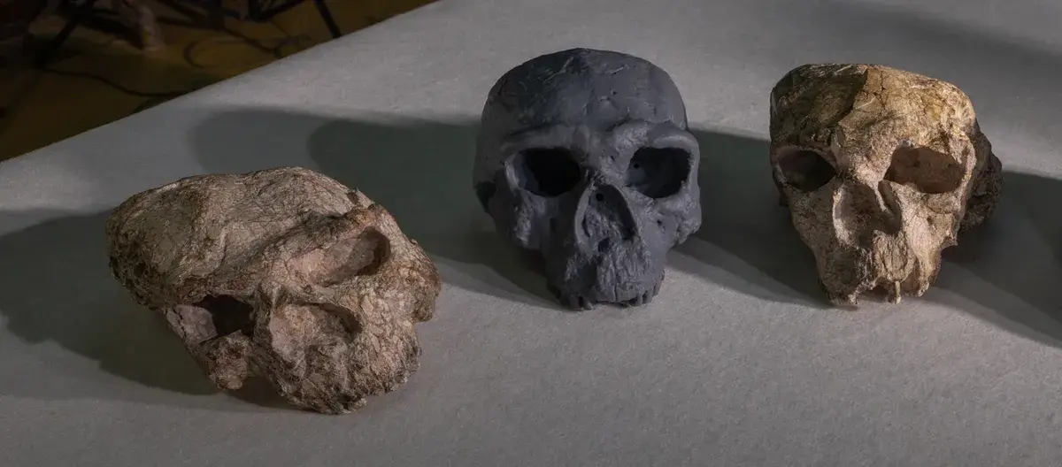 Homo sapiens Older Than Previously Thought: A Surprising Discovery
