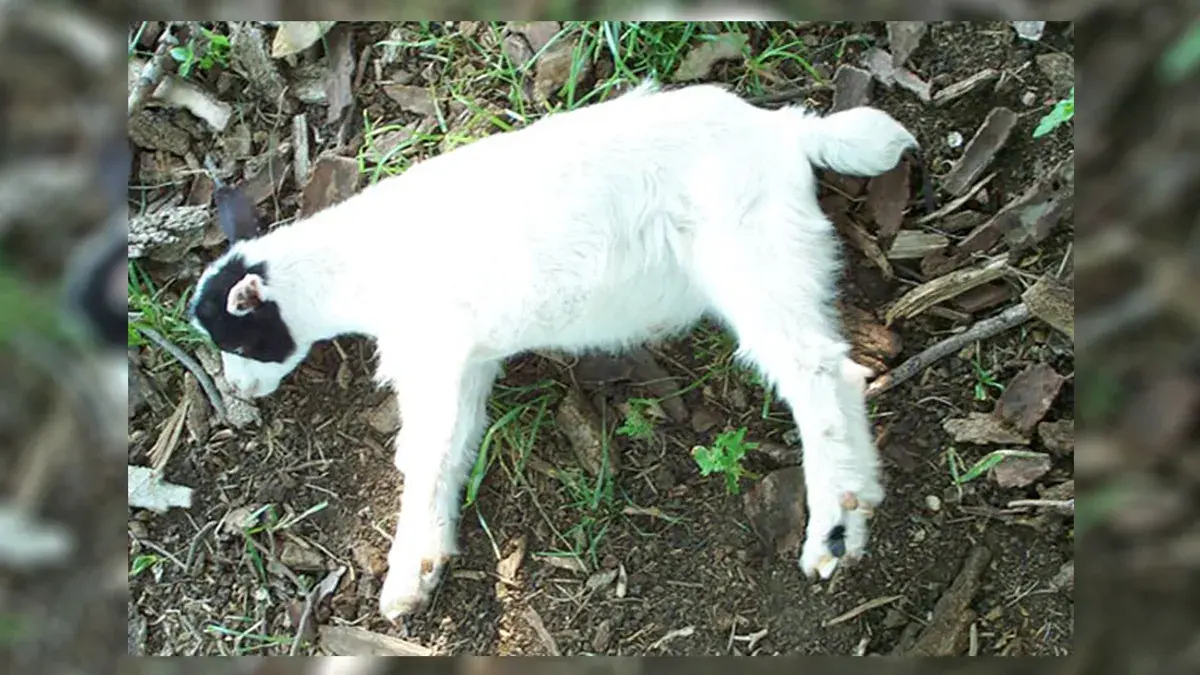 fainting goat